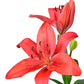 Asiatic Lilies - Bulk - Flowers For FundraisingAsiatic Lilies - BulkAsiatic Lilies - BulkAsiatic Lilies - BulkAsiatic Lilies - Bulk