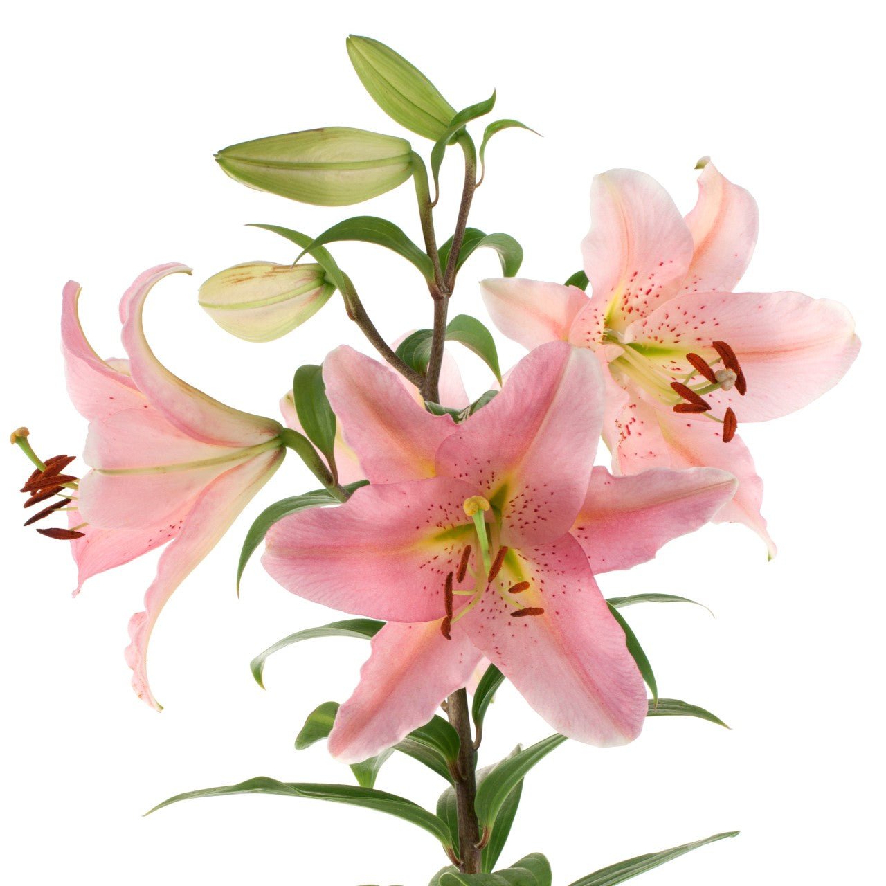 Asiatic Lilies - Bulk - Flowers For FundraisingAsiatic Lilies - BulkAsiatic Lilies - BulkAsiatic Lilies - BulkAsiatic Lilies - Bulk