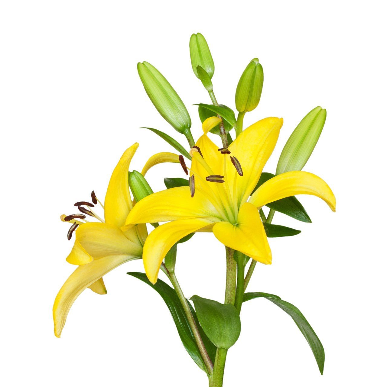 asiatic lily cut flower Asiatic Lilies