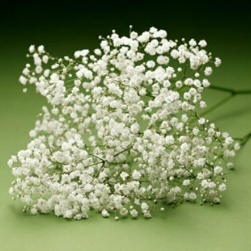 Baby's Breath - Bulk - Flowers For FundraisingBaby's Breath - BulkBaby's Breath - BulkBaby's Breath - BulkBaby's Breath - Bulk