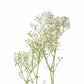 Baby's Breath - Bulk - Flowers For FundraisingBaby's Breath - BulkBaby's Breath - BulkBaby's Breath - BulkBaby's Breath - Bulk