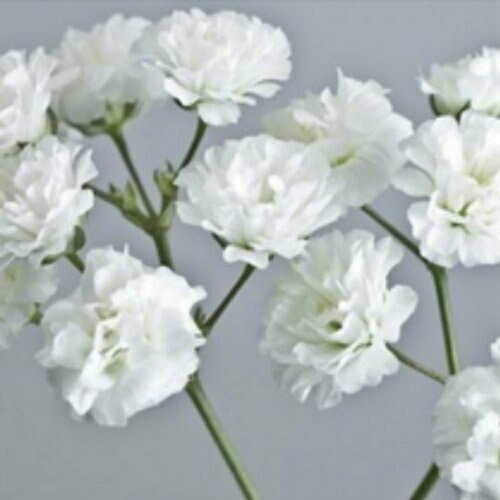 Baby's Breath - Bulk - Flowers For FundraisingBaby's Breath - BulkBaby's Breath - BulkBaby's Breath - BulkBaby's Breath - Bulk