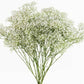 Baby's Breath - Bulk - Flowers For FundraisingBaby's Breath - BulkBaby's Breath - BulkBaby's Breath - BulkBaby's Breath - Bulk