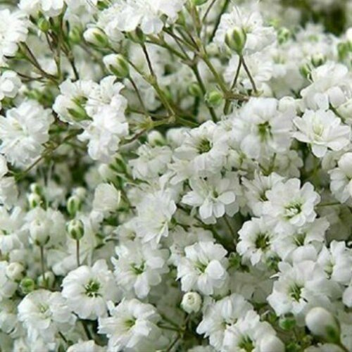 Baby's Breath - Bulk - Flowers For FundraisingBaby's Breath - BulkBaby's Breath - BulkBaby's Breath - BulkBaby's Breath - Bulk