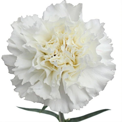 Beta Sigma Phi - White Carnations - Flowers For FundraisingBeta Sigma Phi - White CarnationsBeta Sigma Phi - White CarnationsBeta Sigma Phi - White CarnationsBeta Sigma Phi - White Carnations