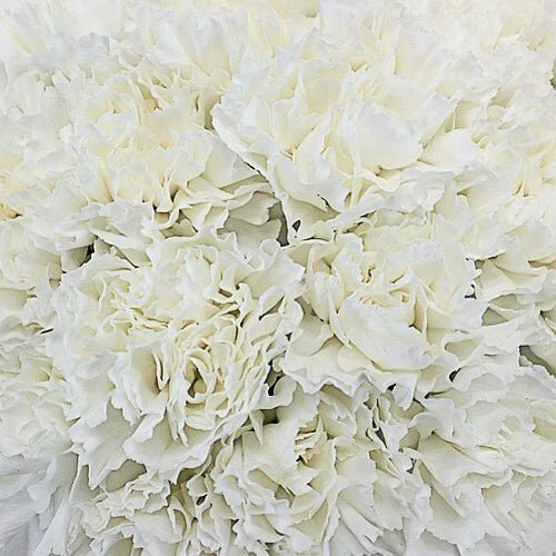 Beta Sigma Phi - White Carnations - Flowers For FundraisingBeta Sigma Phi - White CarnationsBeta Sigma Phi - White CarnationsBeta Sigma Phi - White CarnationsBeta Sigma Phi - White Carnations