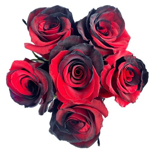 Black and Red Dyed Rose Bouquets - Flowers For FundraisingBlack and Red Dyed Rose BouquetsBlack and Red Dyed Rose BouquetsBlack and Red Dyed Rose BouquetsBlack and Red Dyed Rose Bouquets