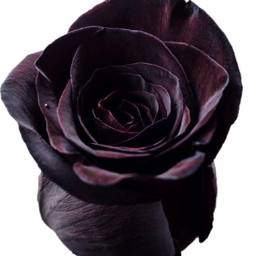 Black Painted Rose Bouquets - Flowers For FundraisingBlack Painted Rose BouquetsBlack Painted Rose BouquetsBlack Painted Rose BouquetsBlack Painted Rose Bouquets