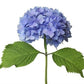 Blue Hydrangeas - Flowers For FundraisingBlue HydrangeasBlue HydrangeasBlue HydrangeasBlue Hydrangeas