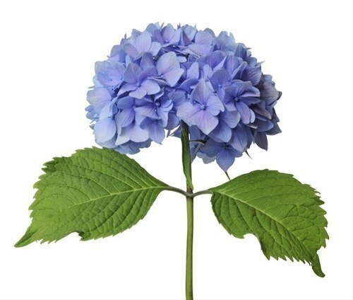 Blue Hydrangeas - Flowers For FundraisingBlue HydrangeasBlue HydrangeasBlue HydrangeasBlue Hydrangeas