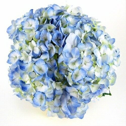 Blue Hydrangeas - Flowers For FundraisingBlue HydrangeasBlue HydrangeasBlue HydrangeasBlue Hydrangeas