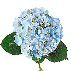 Blue Hydrangeas - Flowers For FundraisingBlue HydrangeasBlue HydrangeasBlue HydrangeasBlue Hydrangeas