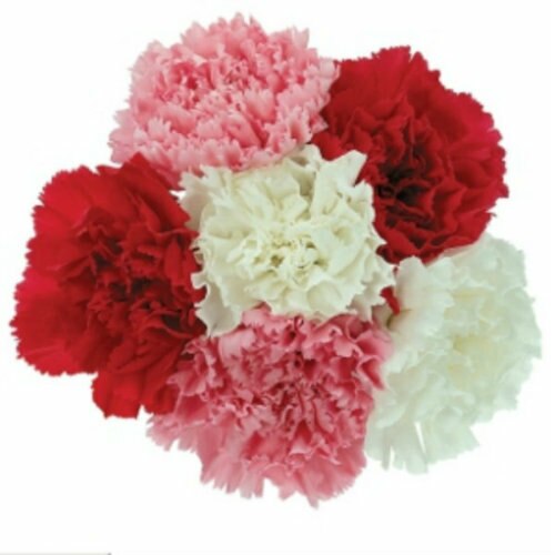 Valentine's Day Bulk Fancy Carnations