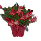 Christmas Catus - Flowers For FundraisingChristmas CatusChristmas CatusChristmas CatusChristmas Catus