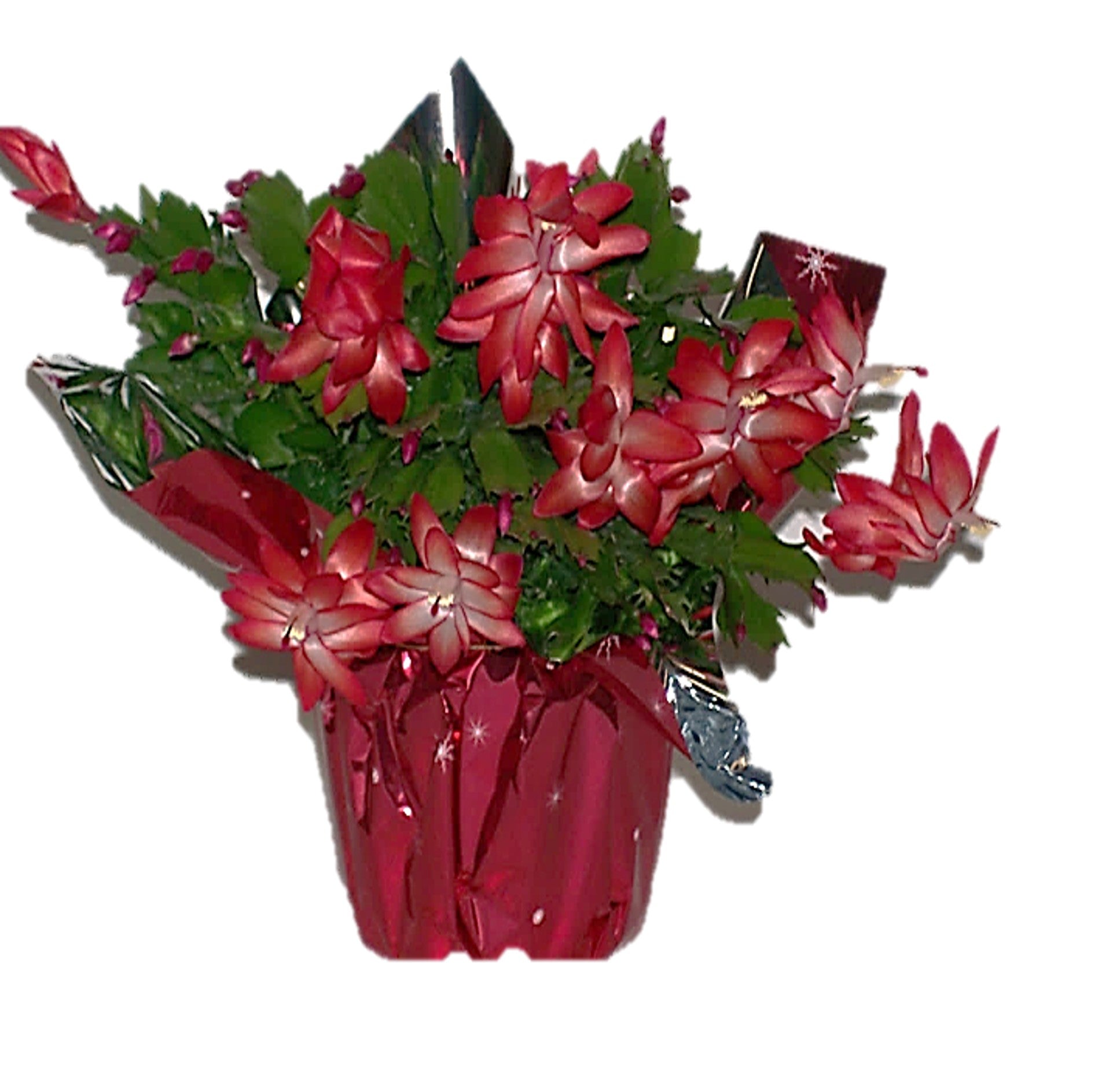 Christmas Catus - Flowers For FundraisingChristmas CatusChristmas CatusChristmas CatusChristmas Catus