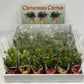 Christmas Catus - Flowers For FundraisingChristmas CatusChristmas CatusChristmas CatusChristmas Catus