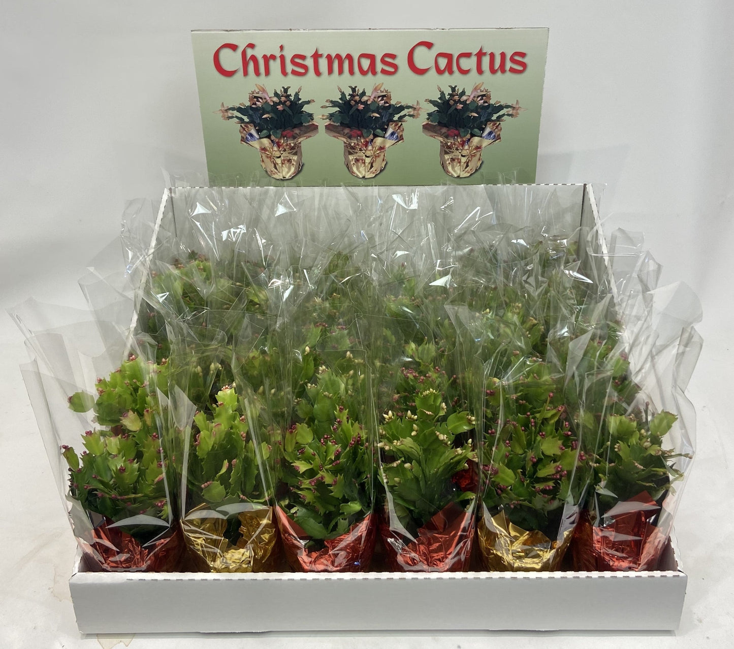 Christmas Catus - Flowers For FundraisingChristmas CatusChristmas CatusChristmas CatusChristmas Catus