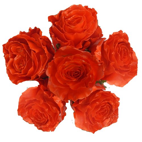 Custom Painted Orange Rose Bouquets - Flowers For FundraisingCustom Painted Orange Rose BouquetsCustom Painted Orange Rose BouquetsCustom Painted Orange Rose BouquetsCustom Painted Orange Rose Bouquets