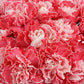 Custom Tinted Bulk Carnations - Flowers For FundraisingCustom Tinted Bulk CarnationsCustom Tinted Bulk CarnationsCustom Tinted Bulk CarnationsCustom Tinted Bulk Carnations