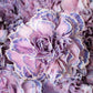 Custom Tinted Bulk Carnations - Flowers For FundraisingCustom Tinted Bulk CarnationsCustom Tinted Bulk CarnationsCustom Tinted Bulk CarnationsCustom Tinted Bulk Carnations