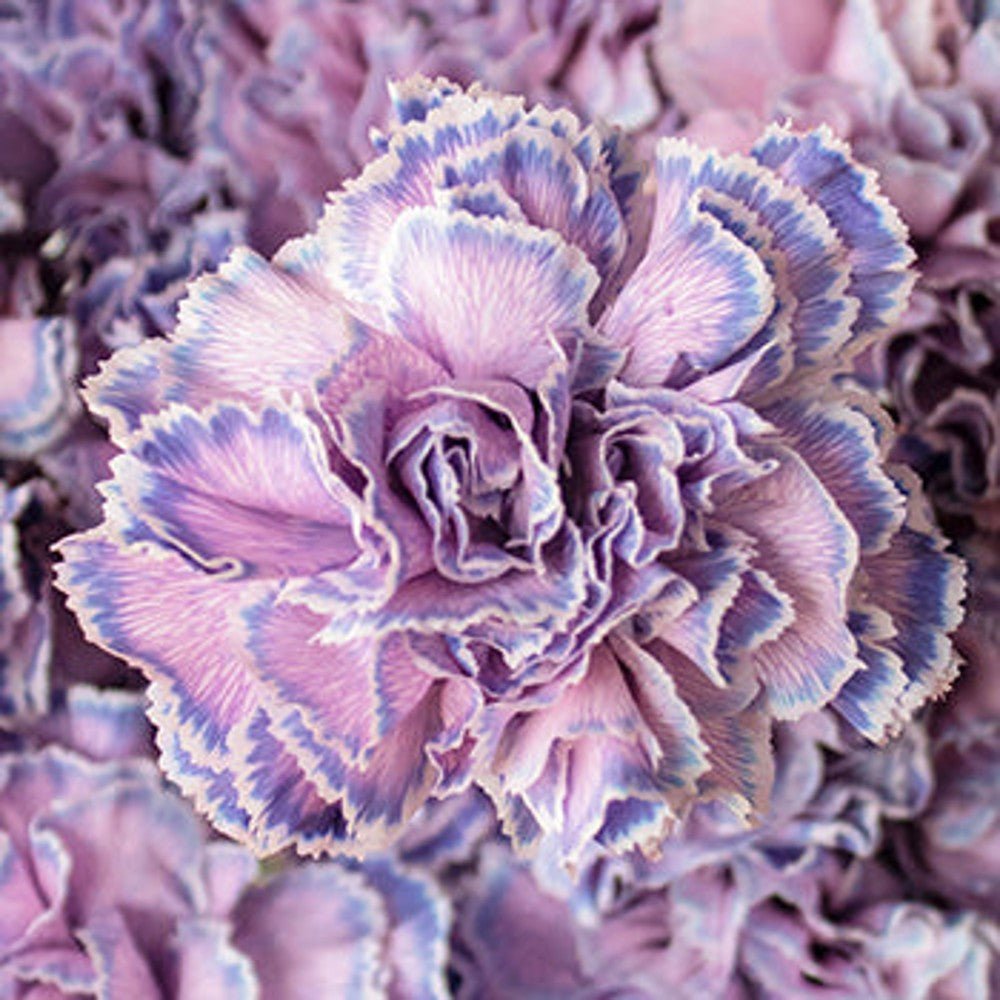 Custom Tinted Bulk Carnations - Flowers For FundraisingCustom Tinted Bulk CarnationsCustom Tinted Bulk CarnationsCustom Tinted Bulk CarnationsCustom Tinted Bulk Carnations