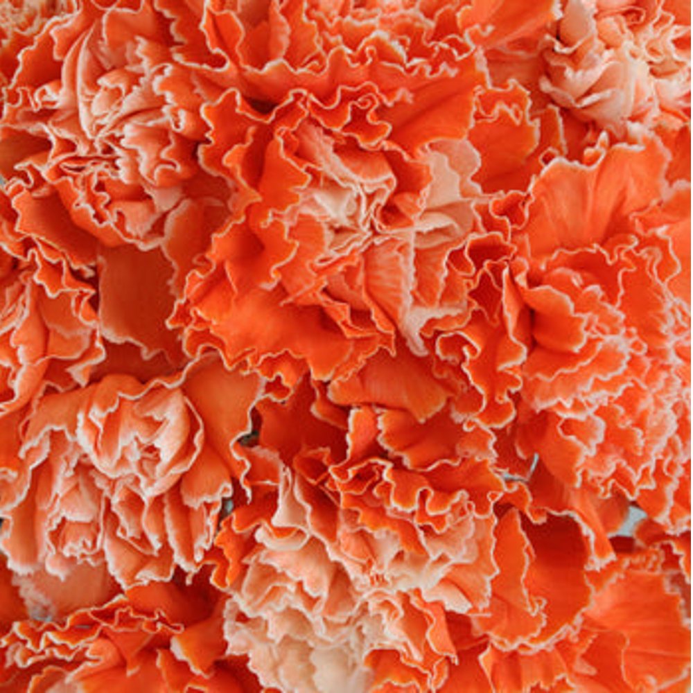 Custom Tinted Bulk Carnations - Flowers For FundraisingCustom Tinted Bulk CarnationsCustom Tinted Bulk CarnationsCustom Tinted Bulk CarnationsCustom Tinted Bulk Carnations