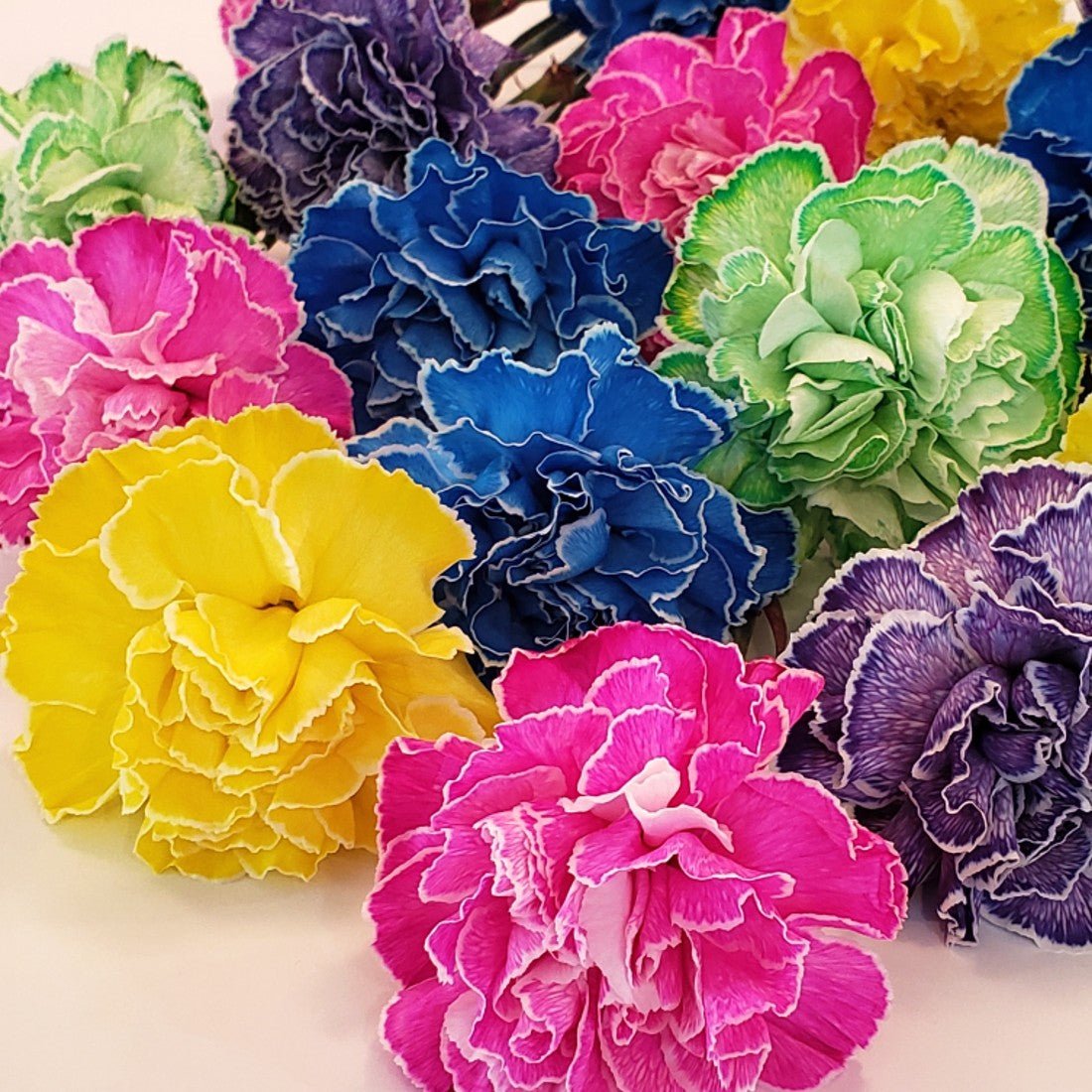 Custom Tinted Bulk Carnations - Flowers For FundraisingCustom Tinted Bulk CarnationsCustom Tinted Bulk CarnationsCustom Tinted Bulk CarnationsCustom Tinted Bulk Carnations