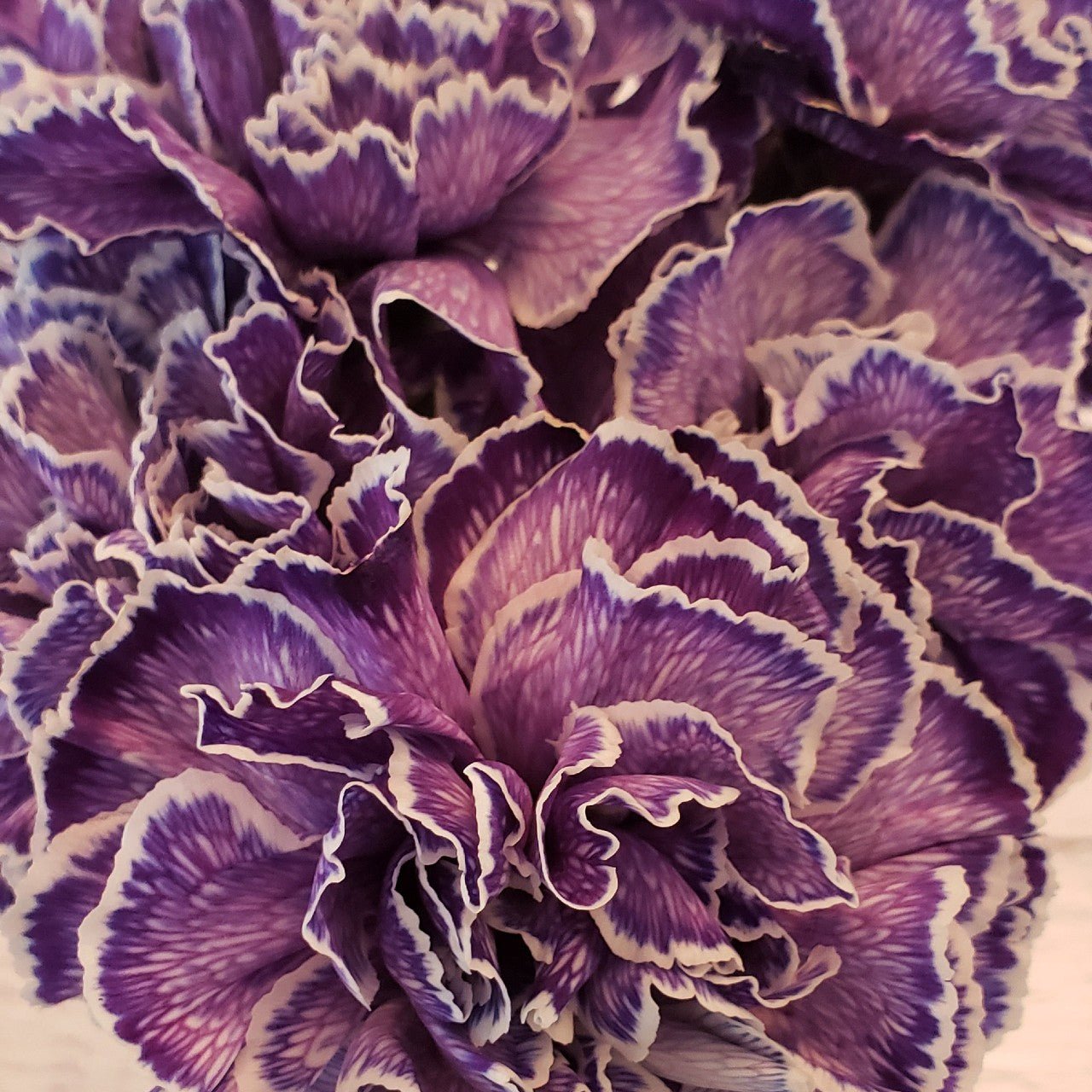 Custom Tinted Bulk Carnations - Flowers For FundraisingCustom Tinted Bulk CarnationsCustom Tinted Bulk CarnationsCustom Tinted Bulk CarnationsCustom Tinted Bulk Carnations