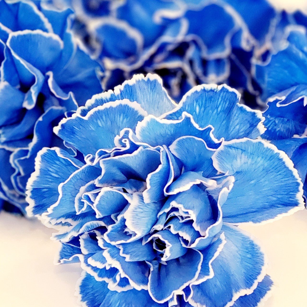 Custom Tinted Bulk Carnations - Flowers For FundraisingCustom Tinted Bulk CarnationsCustom Tinted Bulk CarnationsCustom Tinted Bulk CarnationsCustom Tinted Bulk Carnations