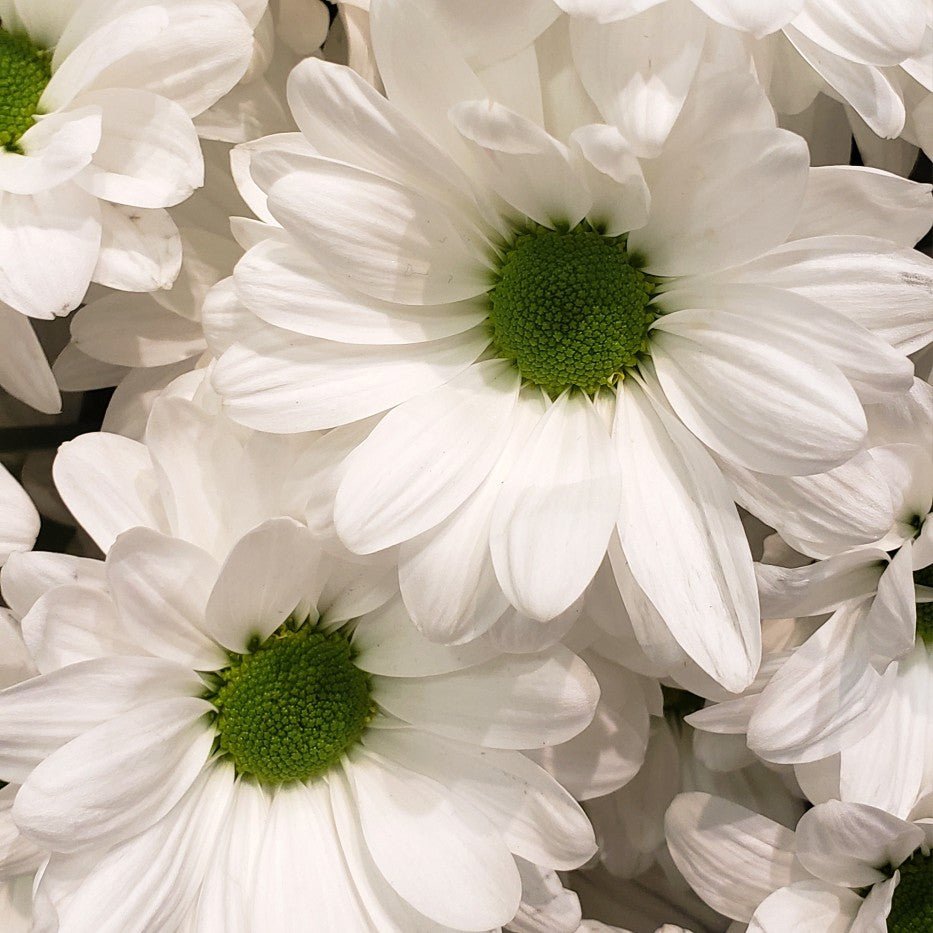 Daisies - Bulk - Flowers For FundraisingDaisies - BulkDaisies - BulkDaisies - BulkDaisies - Bulk