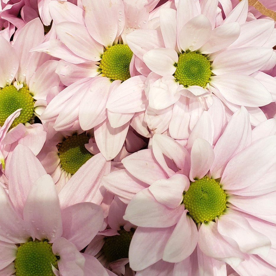 Daisies - Bulk - Flowers For FundraisingDaisies - BulkDaisies - BulkDaisies - BulkDaisies - Bulk