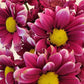 Daisies - Bulk - Flowers For FundraisingDaisies - BulkDaisies - BulkDaisies - BulkDaisies - Bulk