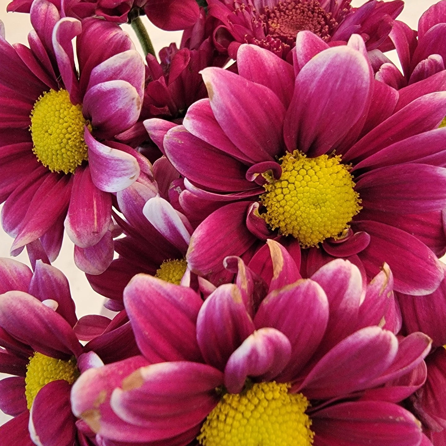 Daisies - Bulk - Flowers For FundraisingDaisies - BulkDaisies - BulkDaisies - BulkDaisies - Bulk