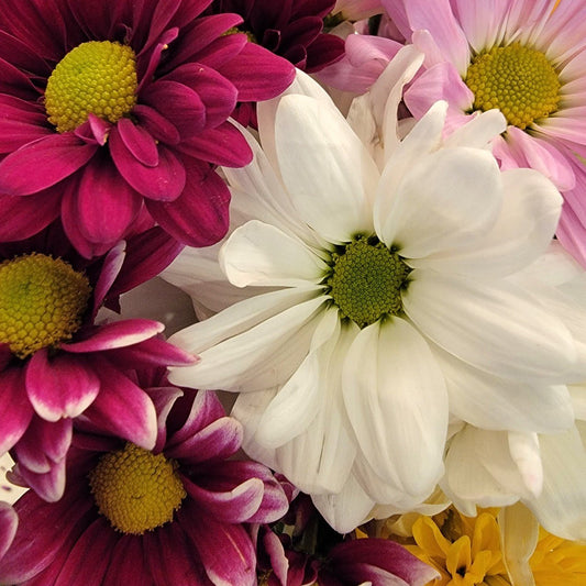 Daisies - Bulk - Flowers For FundraisingDaisies - BulkDaisies - BulkDaisies - BulkDaisies - Bulk