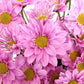 Daisies - Bulk - Flowers For FundraisingDaisies - BulkDaisies - BulkDaisies - BulkDaisies - Bulk