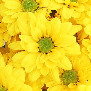 Daisies - Bulk - Flowers For FundraisingDaisies - BulkDaisies - BulkDaisies - BulkDaisies - Bulk