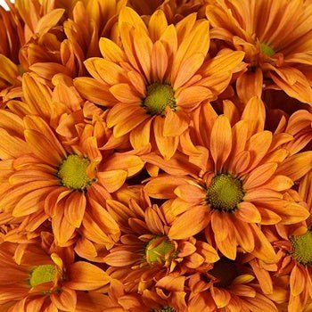 Daisies - Bulk - Flowers For FundraisingDaisies - BulkDaisies - BulkDaisies - BulkDaisies - Bulk