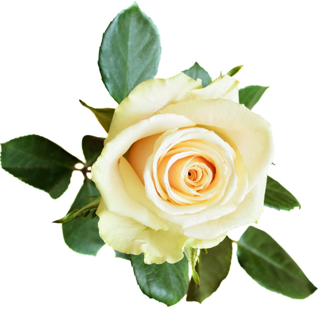 Delta Gamma - Cream Roses, 40cm - Flowers For FundraisingDelta Gamma - Cream Roses, 40cmDelta Gamma - Cream Roses, 40cmDelta Gamma - Cream Roses, 40cmDelta Gamma - Cream Roses, 40cm