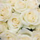 Delta Gamma - Cream Roses, 40cm - Flowers For FundraisingDelta Gamma - Cream Roses, 40cmDelta Gamma - Cream Roses, 40cmDelta Gamma - Cream Roses, 40cmDelta Gamma - Cream Roses, 40cm