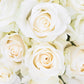 Delta Gamma - Cream Roses, 40cm - Flowers For FundraisingDelta Gamma - Cream Roses, 40cmDelta Gamma - Cream Roses, 40cmDelta Gamma - Cream Roses, 40cmDelta Gamma - Cream Roses, 40cm