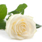 Delta Gamma - Cream Roses, 40cm - Flowers For FundraisingDelta Gamma - Cream Roses, 40cmDelta Gamma - Cream Roses, 40cmDelta Gamma - Cream Roses, 40cmDelta Gamma - Cream Roses, 40cm