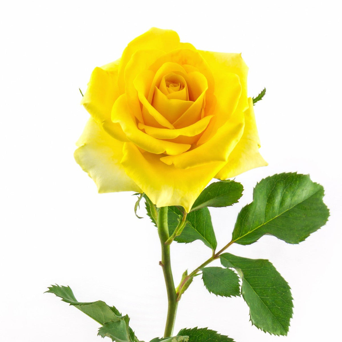 Delta Spring Rose Delta Xi Phi - Yellow Roses, 40cm – Flowers For Fundraising