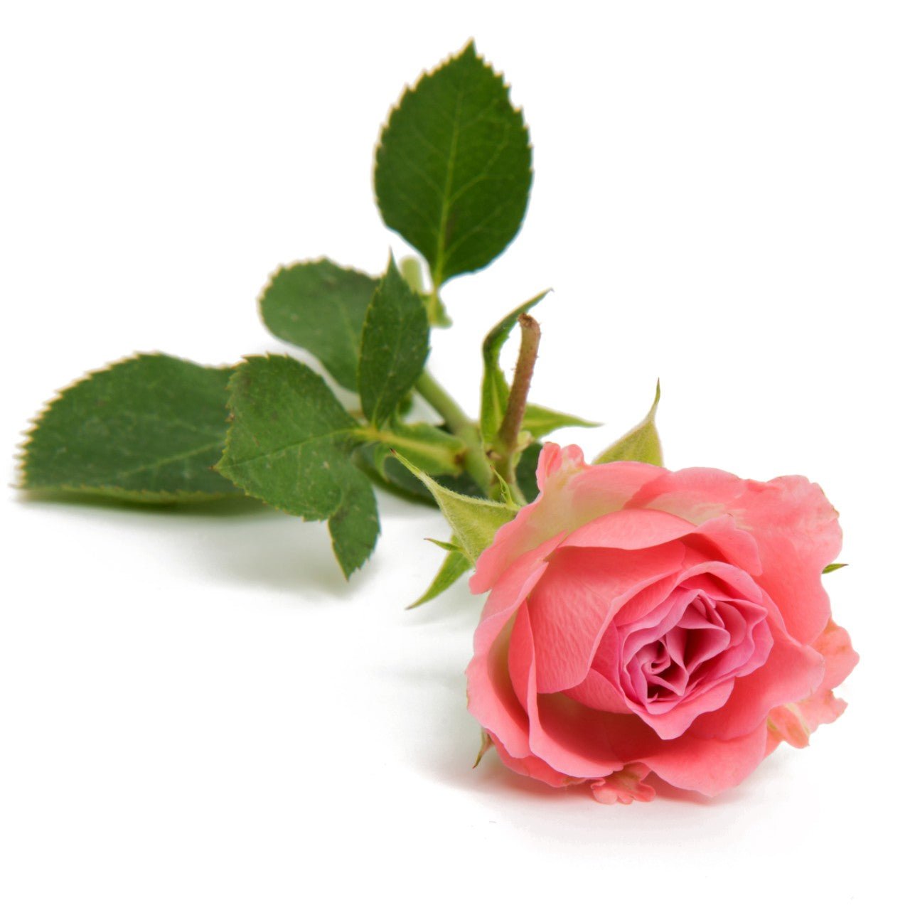 Delta Zeta - Pink Roses, 40cm - Flowers For FundraisingDelta Zeta - Pink Roses, 40cmDelta Zeta - Pink Roses, 40cmDelta Zeta - Pink Roses, 40cmDelta Zeta - Pink Roses, 40cm