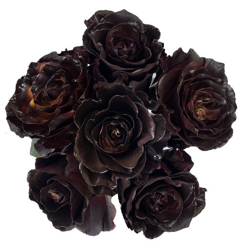 Espresso Brown Painted Roses - Bulk - Flowers For FundraisingEspresso Brown Painted Roses - BulkEspresso Brown Painted Roses - BulkEspresso Brown Painted Roses - BulkEspresso Brown Painted Roses - Bulk