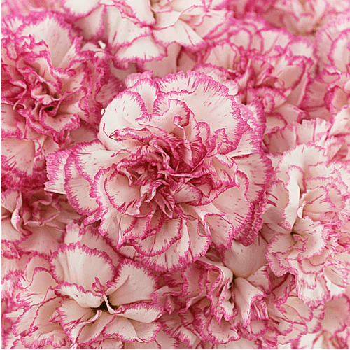 Fancy Bulk Carnations - Flowers For FundraisingFancy Bulk CarnationsFancy Bulk CarnationsFancy Bulk CarnationsFancy Bulk Carnations