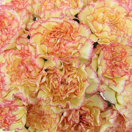 Fancy Bulk Carnations - Flowers For FundraisingFancy Bulk CarnationsFancy Bulk CarnationsFancy Bulk CarnationsFancy Bulk Carnations