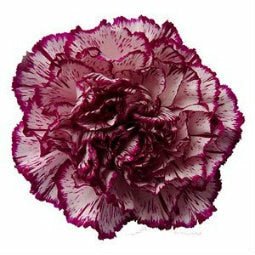 Fancy Bulk Carnations - Flowers For FundraisingFancy Bulk CarnationsFancy Bulk CarnationsFancy Bulk CarnationsFancy Bulk Carnations