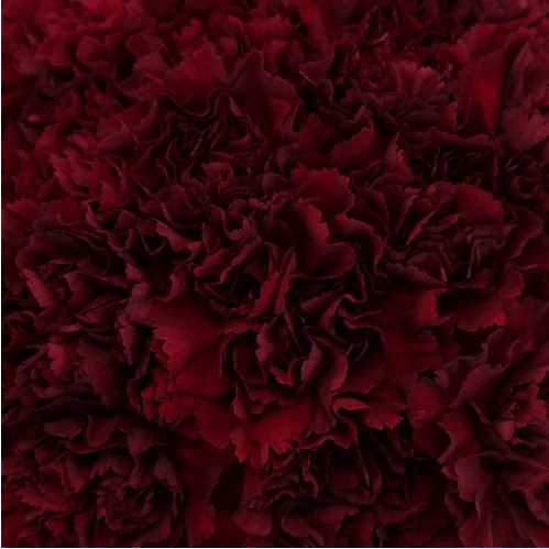 Fancy Bulk Carnations - Flowers For FundraisingFancy Bulk CarnationsFancy Bulk CarnationsFancy Bulk CarnationsFancy Bulk Carnations