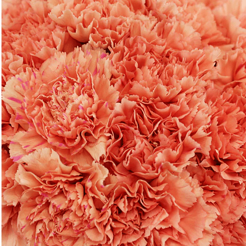 Fancy Bulk Carnations - Flowers For FundraisingFancy Bulk CarnationsFancy Bulk CarnationsFancy Bulk CarnationsFancy Bulk Carnations