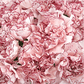 Fancy Bulk Carnations - Flowers For FundraisingFancy Bulk CarnationsFancy Bulk CarnationsFancy Bulk CarnationsFancy Bulk Carnations